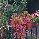 Tiny In The Heart Of בודפשט
