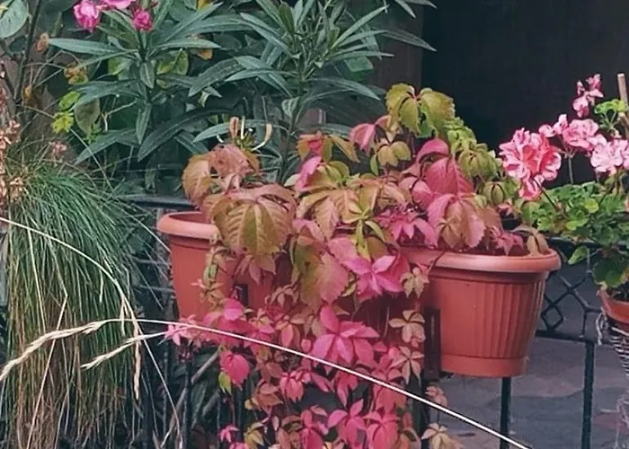 Tiny In The Heart Of Budapest