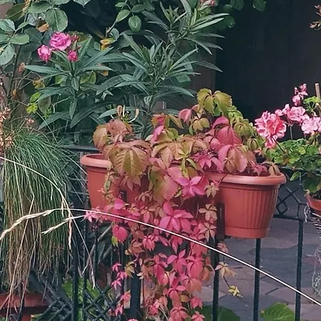 Tiny In The Heart Of Budapest